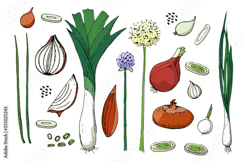 Vegetable vector sketch. A set of onion of different types. Isolated onions, chives, allium schoenoprasum, leeks. Whole and cut into slices. Green tops, yellow and purple flowers and black seeds.