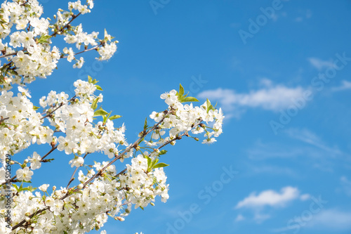 Cherry tree with flowers and blue sky. Copy space