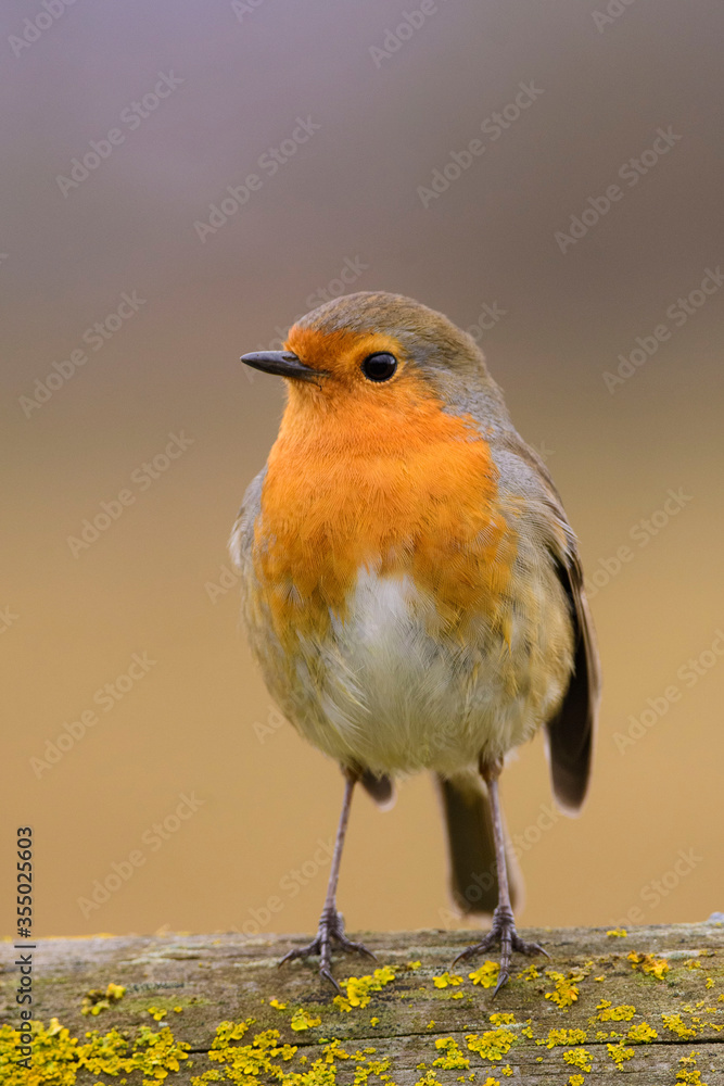 Fototapeta premium A european robin (Erithacus rubecula)
