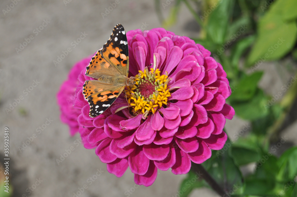 orange butterfly on a pink flower orange butterfly on a pink flower