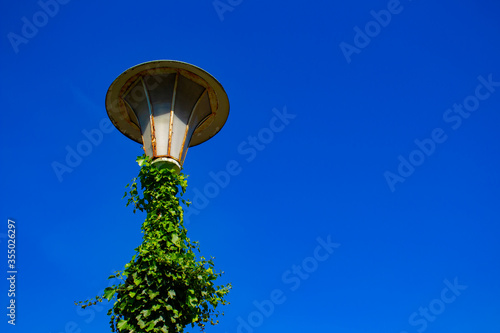Old vintage street light with green ivy and blue sky