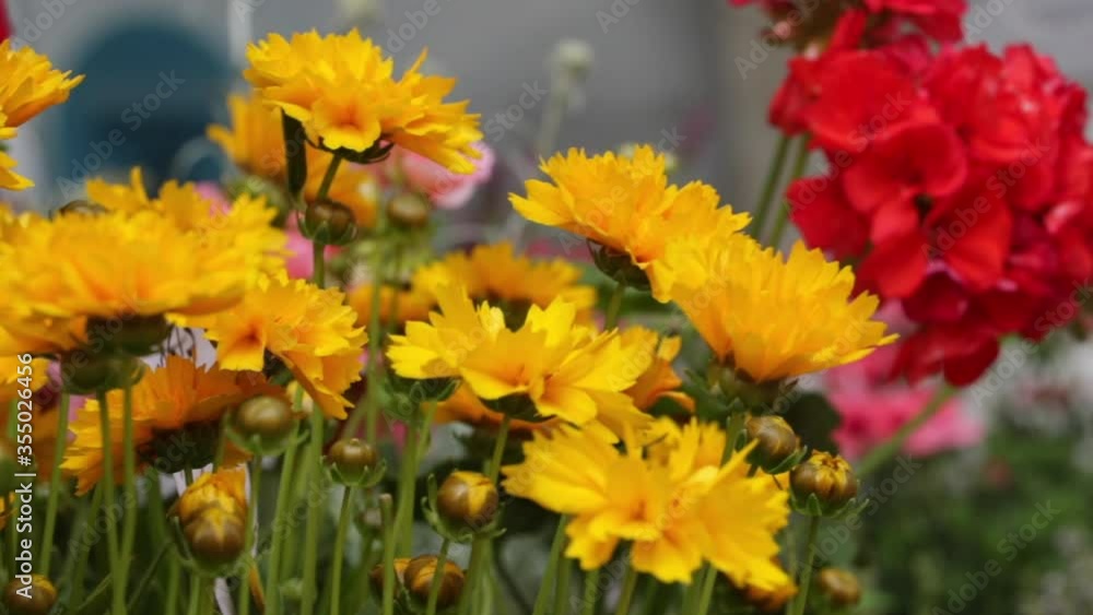 Beautiful red and yellow flower plants in a flower park in Barcelona in early spring Beautiful red and yellow flower plants in a flower park in Barcelona in early spring
