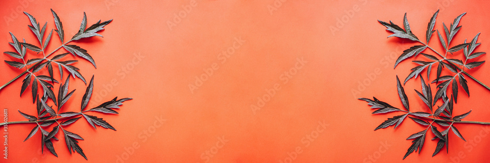 Fototapeta premium Vegetable banner. Dark elderflower leaves on a red background.