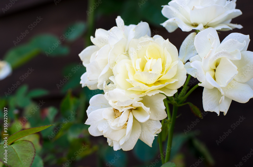 白い花々 白い花々