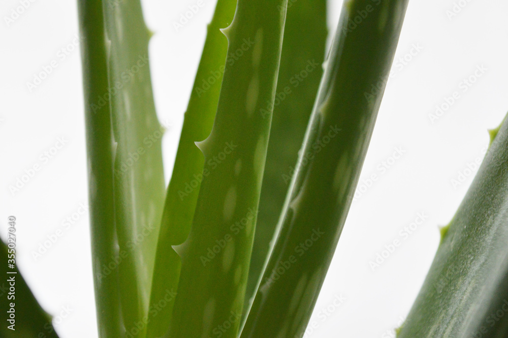 Fototapeta premium Krajobraz bliska szczegółów roślin Aloe Vera na białym tle