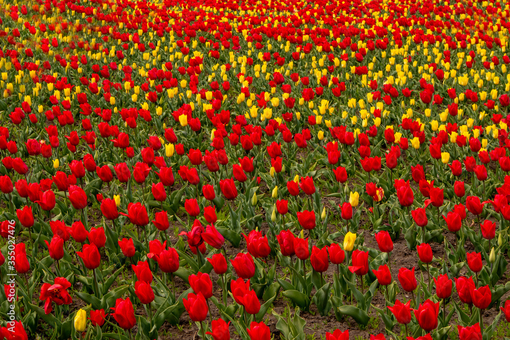 Beautiful colored tulip fields. Field with tulips.