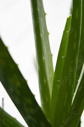 Portrait close up detail of aloe vera plant against white background