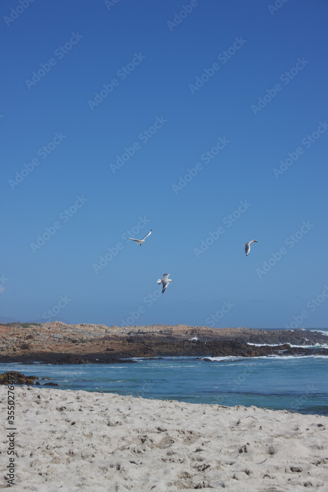 seagulls flying in a blue sky over a beautiful beach seagulls flying in a blue sky over a beautiful beach
