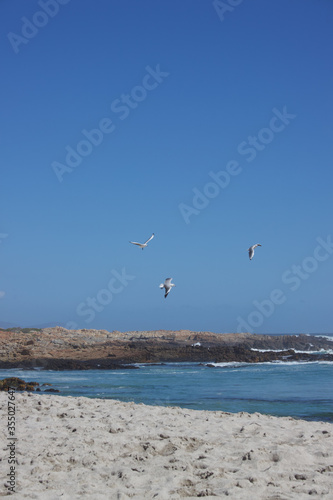 seagulls flying in a blue sky over a beautiful beach