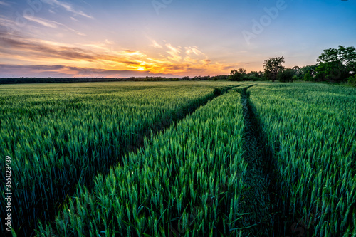 Zachód słońca nad polem wiosennego zboża / Sunset over a field of spring grain © Pamela