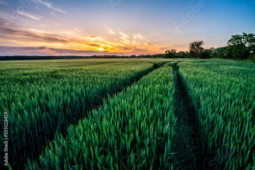 Obraz Zachód słońca nad polem wiosennego zboża / Sunset over a field of spring grain