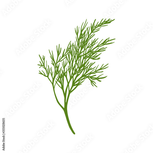 Fresh fennel branch isolated on white background. Dill bunch Vector illustration