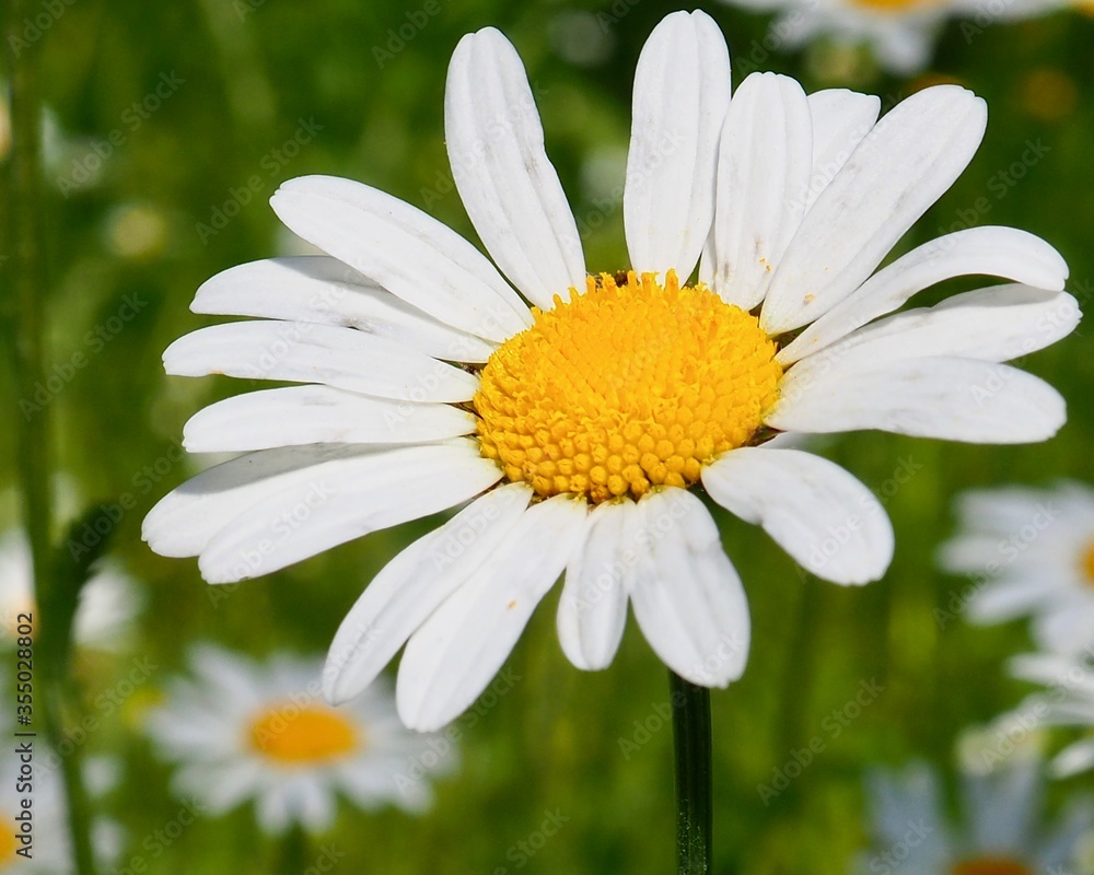 Fototapeta premium daisy in the grass
