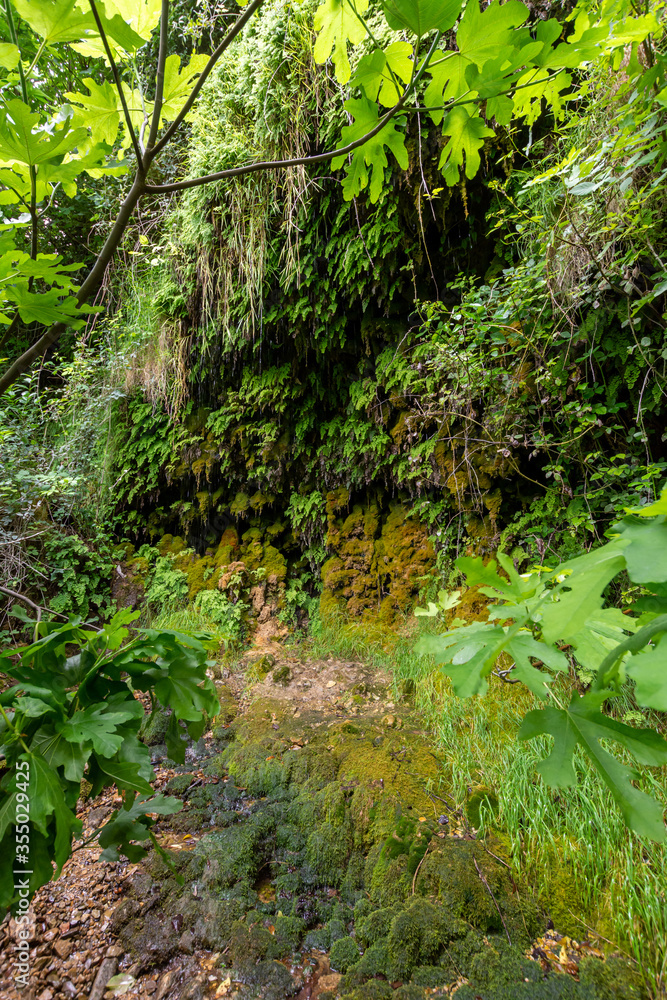 Obraz premium Mur végétal naturel