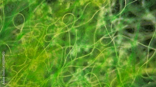Green algae of the cyanobacteria Oscillatoria under the microscope, the family Oscillatoriaceae, the threads in the colonies can slide and move to the light source for photosynthesis. It is believed photo