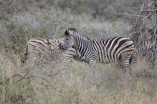 zebra in the savannah of the Kruger National Park
