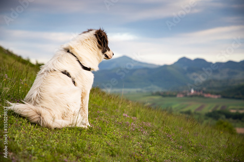 white shepherd dog on top of mountain