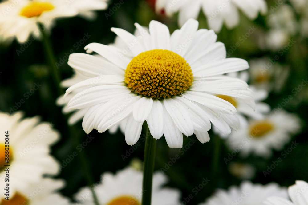 Beautiful camomile close-up. Therapeutic chamomile. Fragrant flowers top view. Greeting card with place for an inscription. Summer flower arrangement. Delicate daisy flower