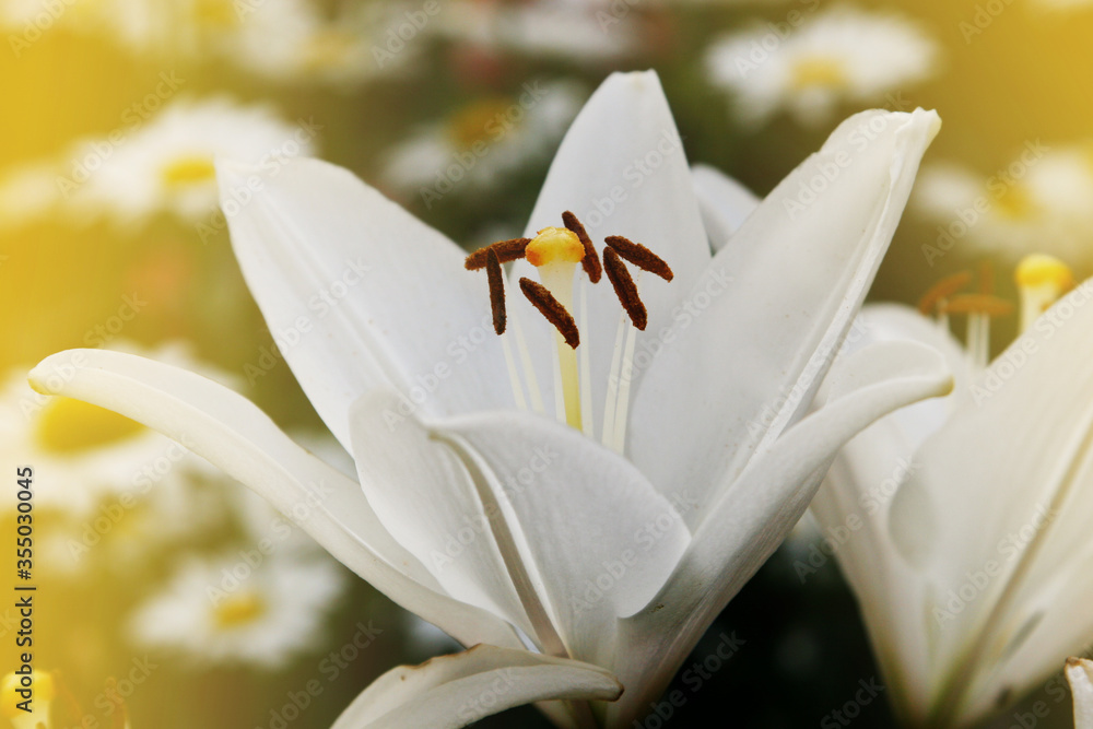 Fotografie Beautiful white lily close-up