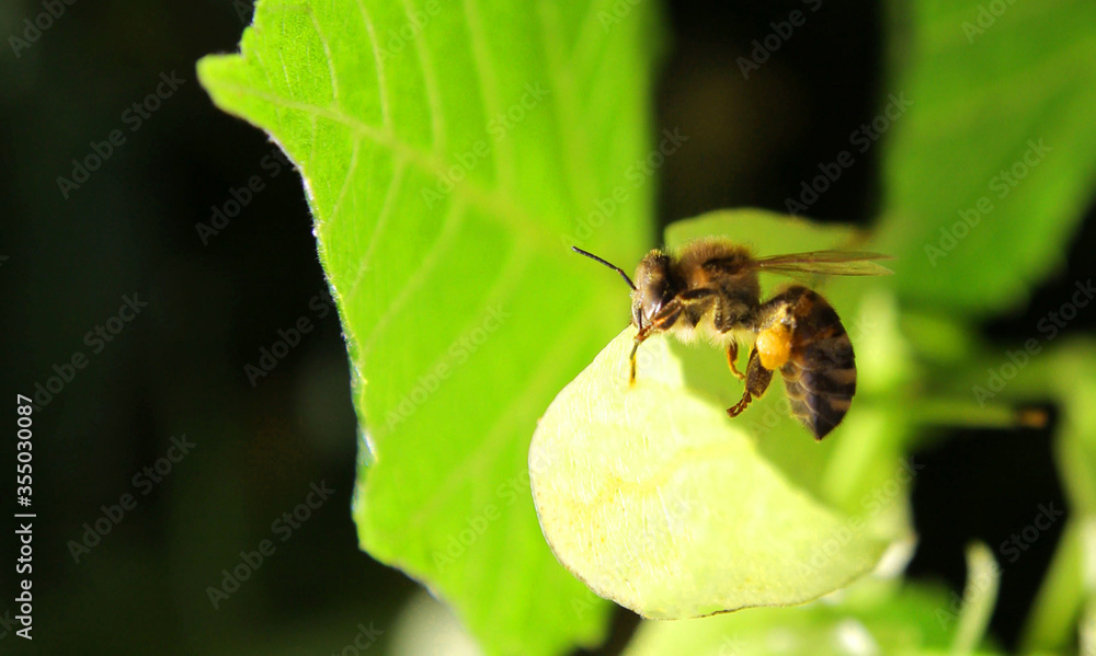 A workaholic bee collects nectar from acacia and linden flowers in spring.
A workaholic bee collects nectar from acacia and linden flowers in spring.