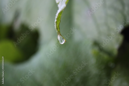 Dew drops on the flowers and plants, macro and close-up photo, nature background.