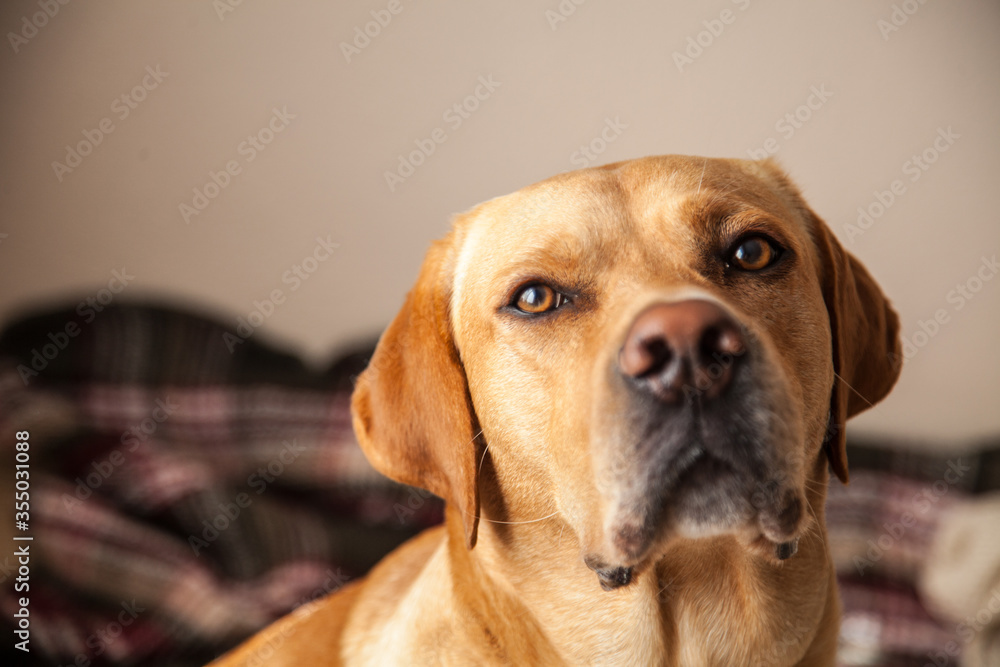 Close up of Young curious disciplined Labrador dog at home. Having pets at home concept. 