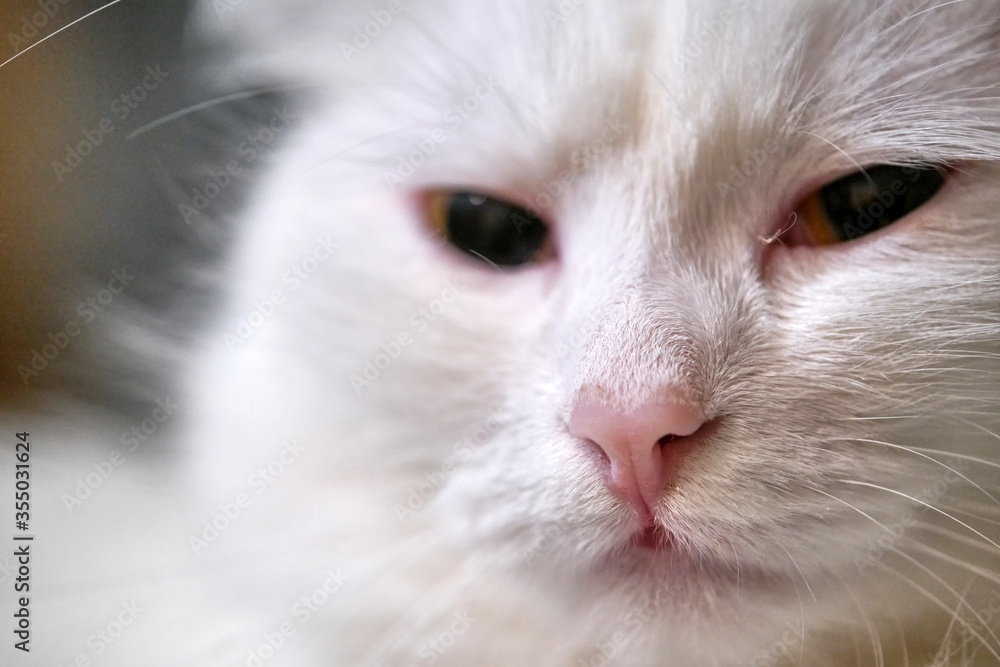 White cat's face close-up color blur background White cat's face close-up color blur background