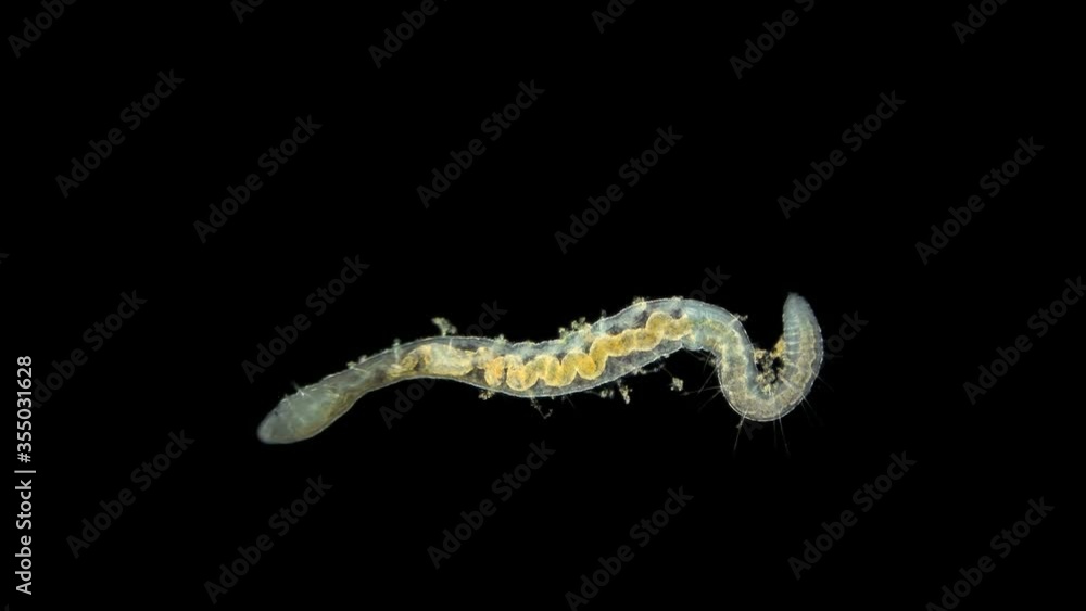 worm Nais sp. under a microscope, the Tubificidae family, a subclass of Oligochaeta, feed on plant foods (algae) and the remains of dead organisms, sometimes protozoa worm Nais sp. under a microscope, the Tubificidae family, a subclass of Oligochaeta, feed on plant foods (algae) and the remains of dead organisms, sometimes protozoa