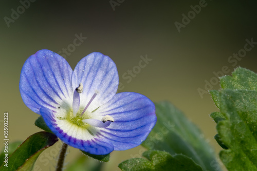 Common speedwell (veronica arvensis) photo