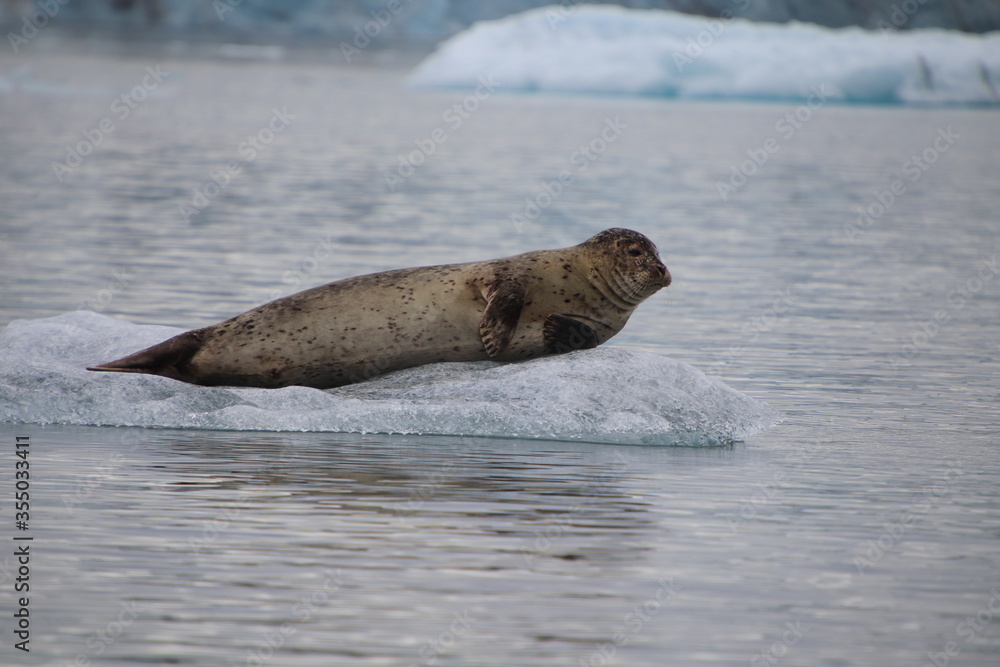 Fototapeta premium harbor seal on iceberg