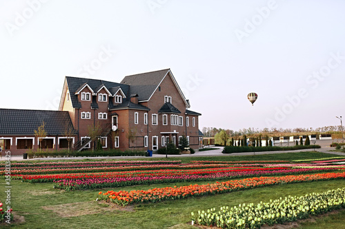 Landscape of Netherlands house und amazing field of tulips. Air balloon in the blue sky 