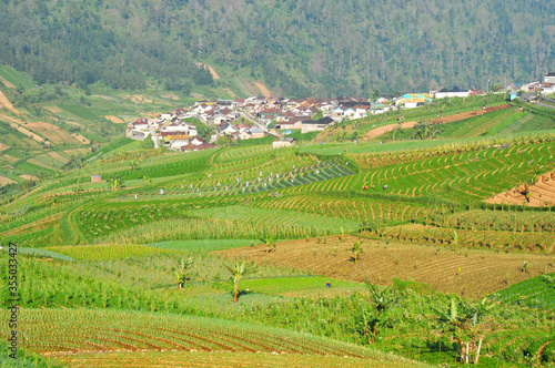 a plantation area in the cool mountains  producing lots of vegetables  the location is called CEMOROSEWU  in the city of KARANGANYAR  CENTRAL JAVA  INDONESIA