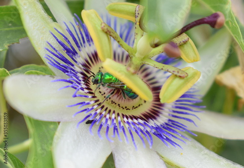 flor de pasionaria con un insecto