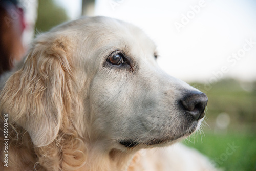 portrait of an old golden retriever