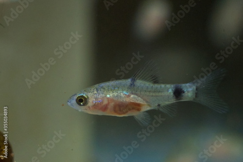 Pethia padamya baby fish photo