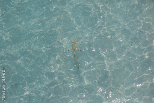 Riff baby grey shark in maldivian lagoon seen from above through water