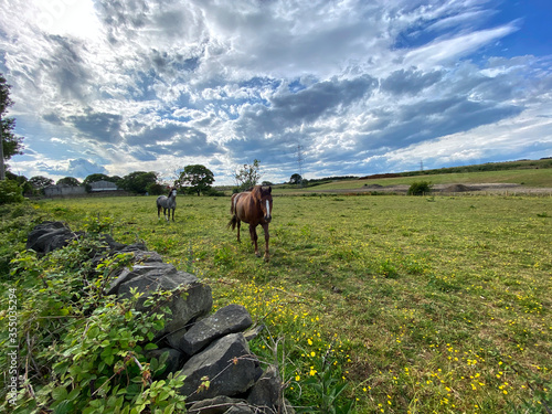 Two horses relaxing in a flower studded field, late evening in, Tong, Bradford, Yorkshire