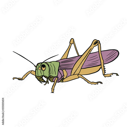 Moroccan locust (Dociostaurus maroccanus). Locusts - fairly large insect that can damage crops in the fields, Pests of agriculture. Vector.  photo
