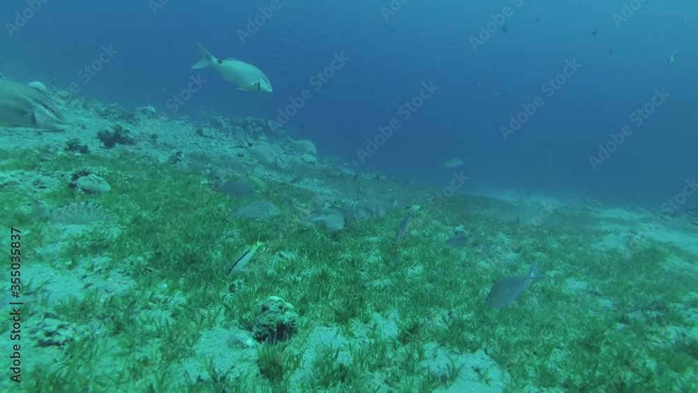 School of different species of fish graze together on a sandy bottom covered with green sea grass. Red Sea, Egypt School of different species of fish graze together on a sandy bottom covered with green sea grass. Red Sea, Egypt
