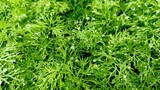 seasoning fennel green young with dew