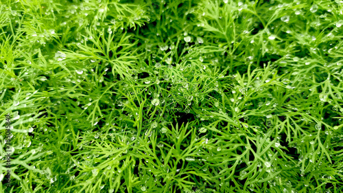 seasoning fennel green young with dew