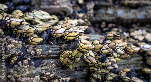 Percebes natural live barnacles on cliffs above the marine environment sea crustacean seafood Galicia Spain