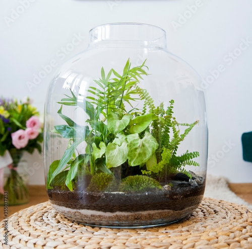 Obraz na płótnie Small decoration plants in a glass bottle/garden terrarium bottle/ forest in a jar. Terrarium jar with piece of forest with self ecosystem. Save the earth concept. Bonsai, set of terrariums/ jars w salonie