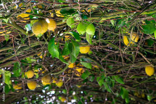 lemons in the garden photo