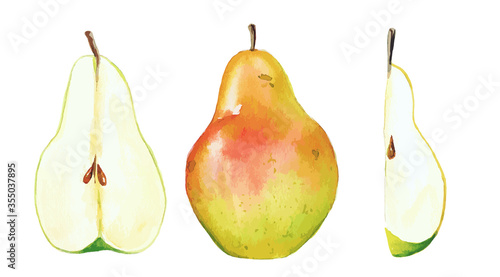 Garden pear and its parts, watercolor fruit