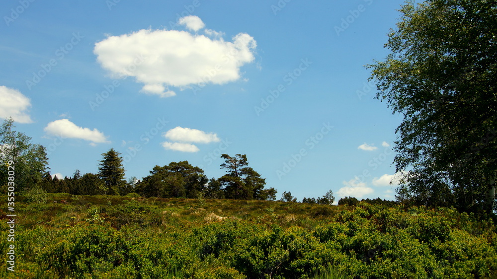 natürlich Landschaft im Nationalpark Schwarzwald mit Bäumen, Heide und Blaubeeren unter blauem Himmel