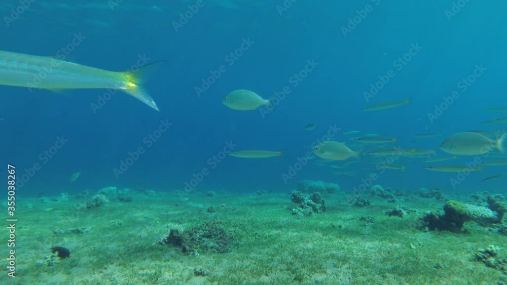 School of Yellow-tail Barracuda (Sphyraena flavicauda) with other species fishes swims over sandy bottom covered with green sea grass in sunrays, Red Sea, Egypt School of Yellow-tail Barracuda (Sphyraena flavicauda) with other species fishes swims over sandy bottom covered with green sea grass in sunrays, Red Sea, Egypt