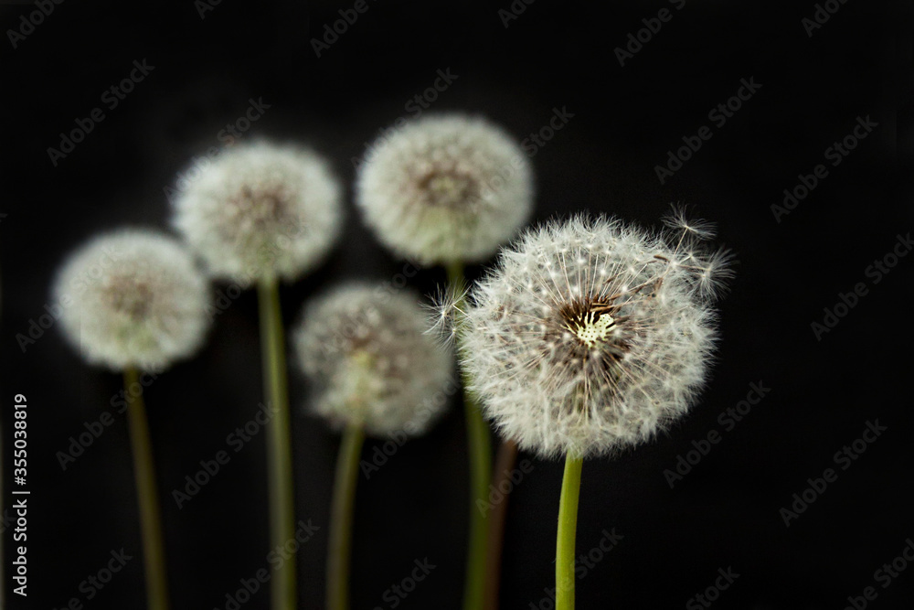 A few white dandelions on a black background, flat layer A few white dandelions on a black background, flat layer