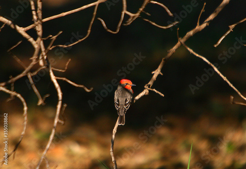 Brazilian fauna birds © Clio