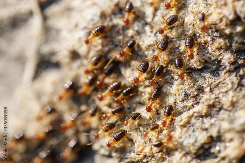 brown ants crawl along a rocky road © gorov